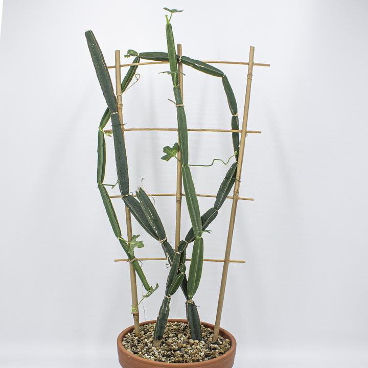 Produktbild Kakteen Gautschi Cissus quadrangularis (70 cm)