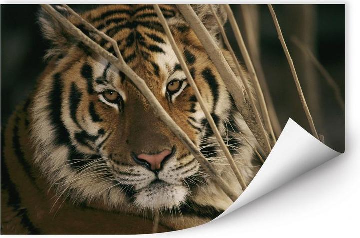 Image du produit National Geographic Tigre NG (100 x 66 cm)