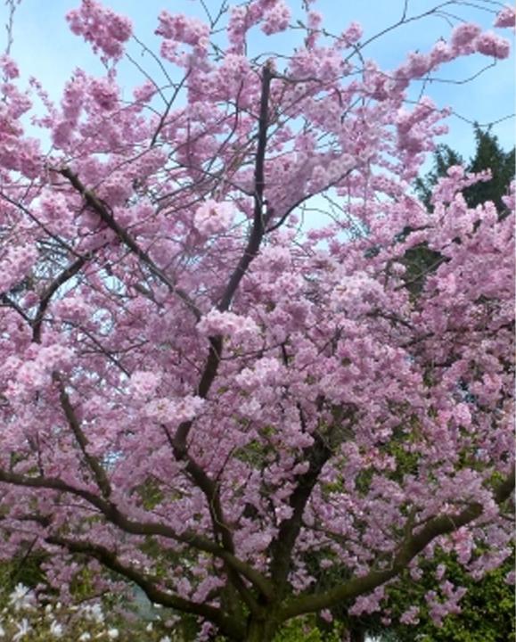 Image du produit Tropica Cerisier d'ornement japonais (Prunus Serrulata) (Germes)
