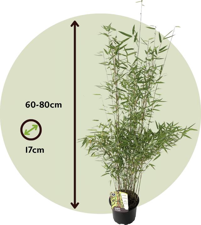 Produktbild Plant in a Box Fargesia nitida 'Red Dragon' - 6er Set Roter Drachenbambus (60 cm)