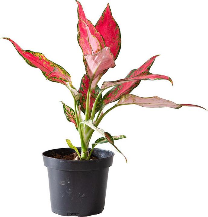 Actual product image VEG and the City Tangki (cob thread - Aglaonema cherry baby) (25 cm)
