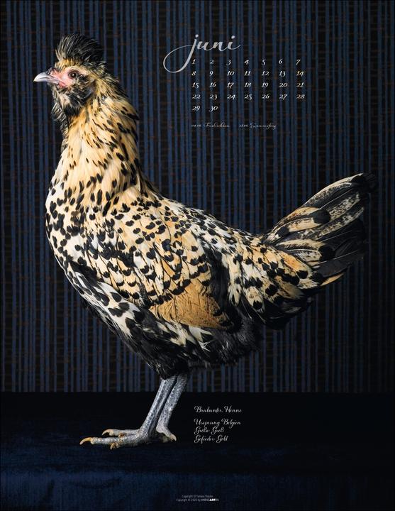 Produktbild Pretty Chicks Kalender 2026 (34 x 44 cm, Deutsch)