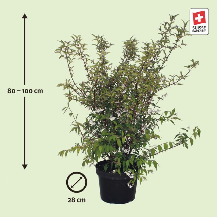 Immagine prodotto Zulauf Kalmien-Deutzie / Deutzia purp. 'Kalmiiflora' (100 cm)