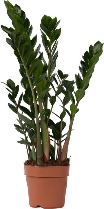 Image du produit Plant in a Box Zamioculcas Zamiifolia - Plume porte-bonheur (65 cm)