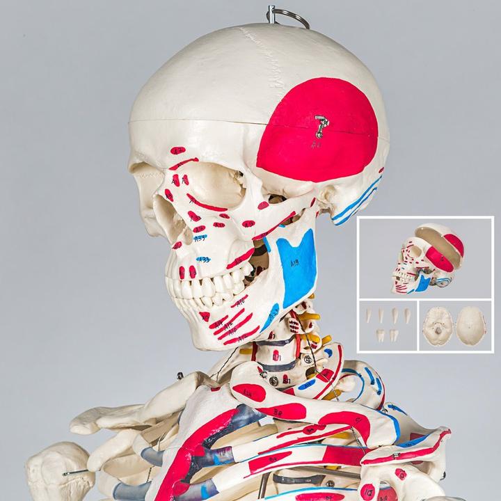 Actual product image tectake Anatomy skeleton