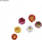 Immagine prodotto Rayher Quilling Fringer, 1 pezzo (1 lamelle)