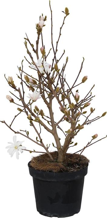 Actual product image Zulauf Stern-Magnolie / Magnolia stellata (80 cm)