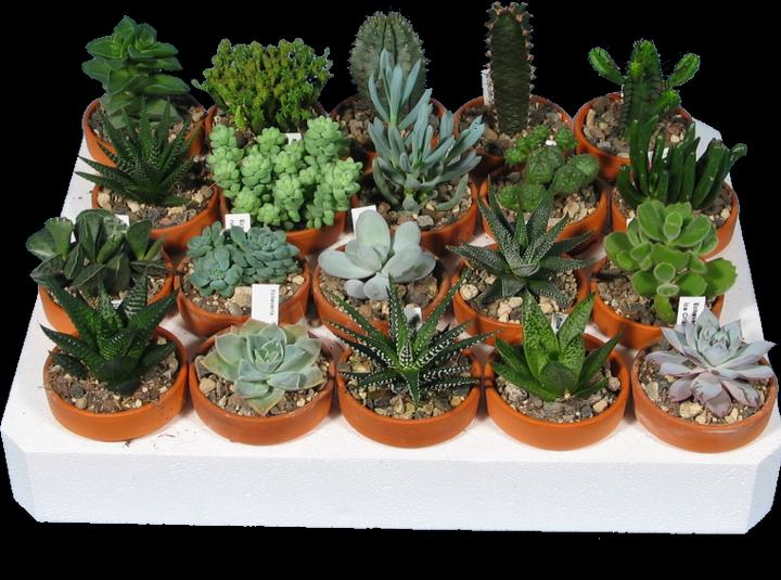 Actual product image Kakteen Gautschi Succulent Beginner's Kit (10 cm)