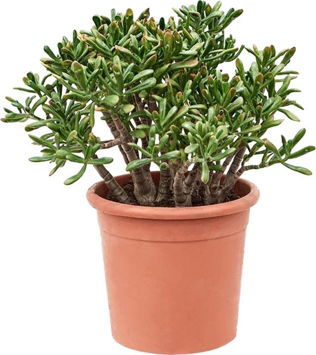 Produktbild Plant in a Box Crassula ovata Hobbit - Jadepflanze (55 cm)