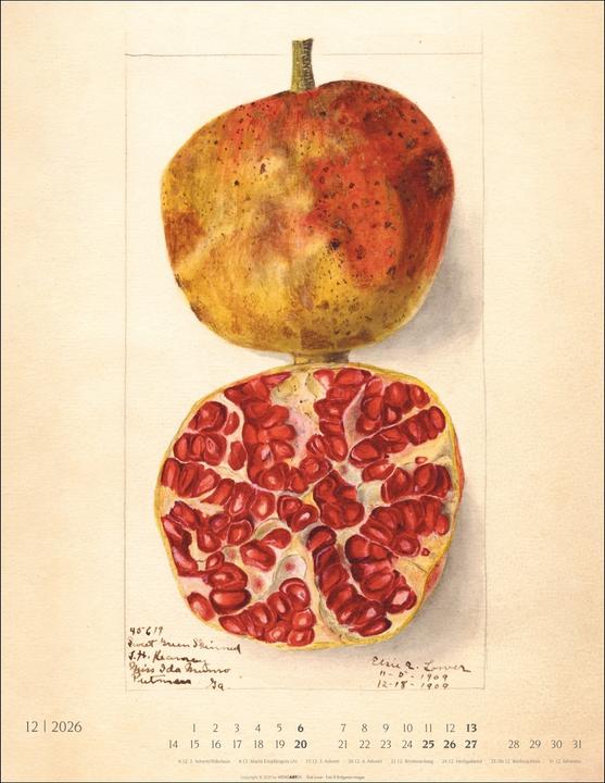 Produktbild Alte Sorten Kalender 2026 (34 x 44 cm, Harter Einband, Deutsch)