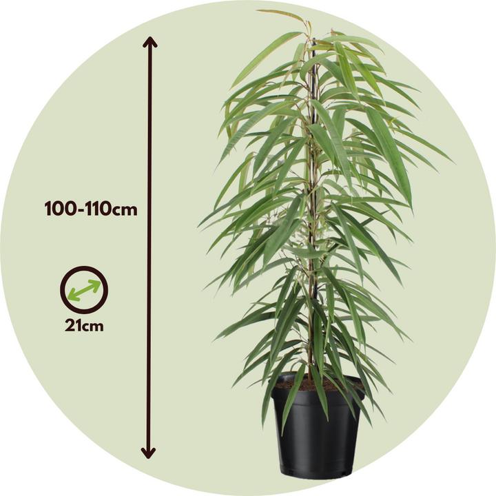 Produktbild Plant in a Box Ficus Binnendijckii Alii - Geigenpflanze (100 cm)
