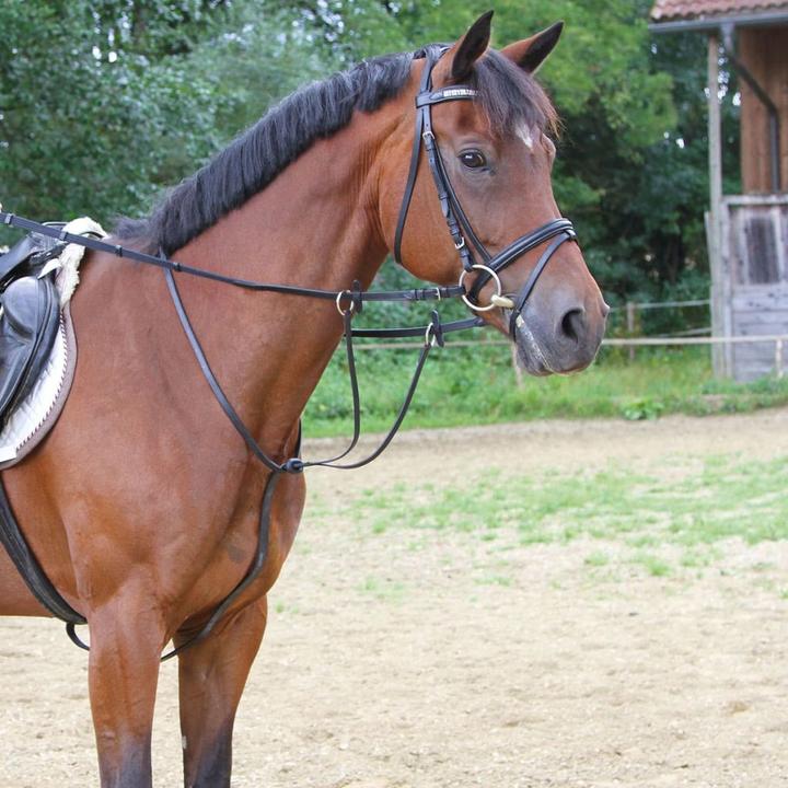 Image du produit Kerbl Martingale