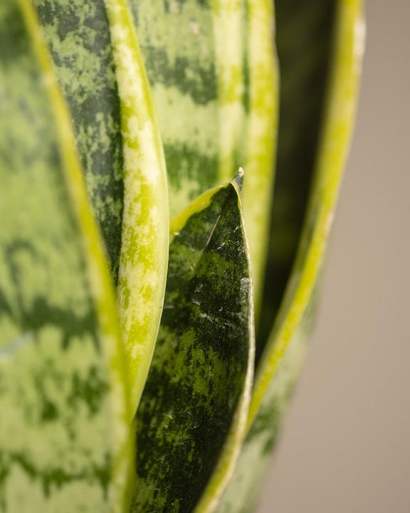 Actual product image feey Little mother-in-law's tongue (25 cm, Freshly repotted)