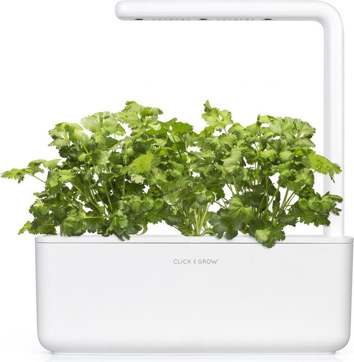 Actual product image Click and Grow coriander (Herb seeds)