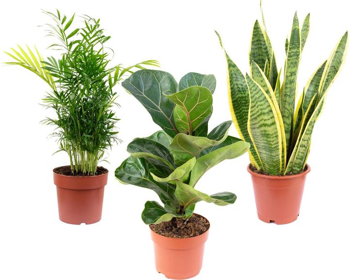 Immagine prodotto Flowerbox Piante d'appartamento - palma di montagna, fico violino, canapa da prua (40 cm)