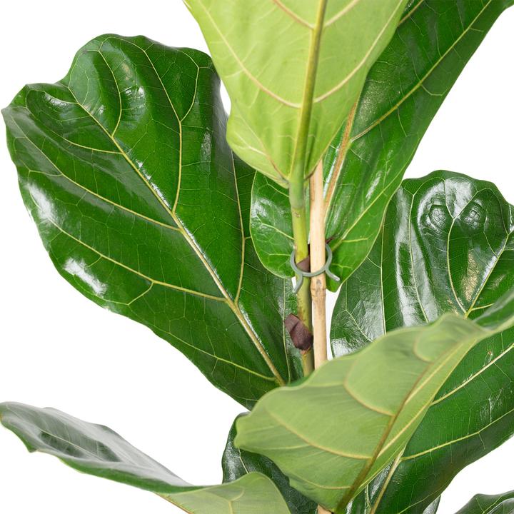 Produktbild Flowerbox Geigenfeige - Ficus Lyrata (100 cm)