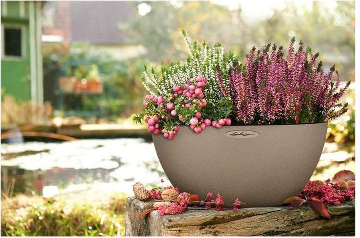 Immagine prodotto Lechuza Cubeto Colore (30 cm)