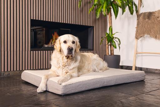 Actual product image Beeztees Zira (Dog)
