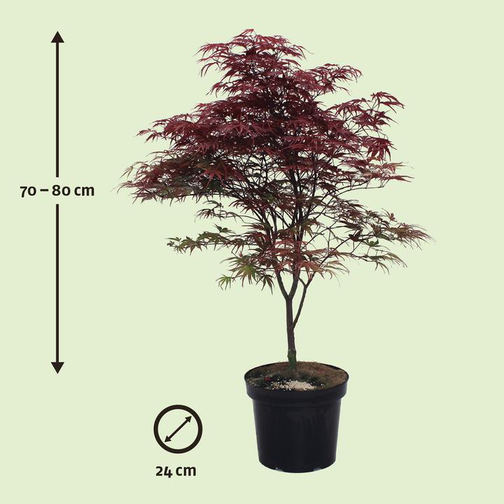 Produktbild Zulauf Japanischer Fächer-Ahorn Acer palmatum 'Peve Dave' (70 cm)