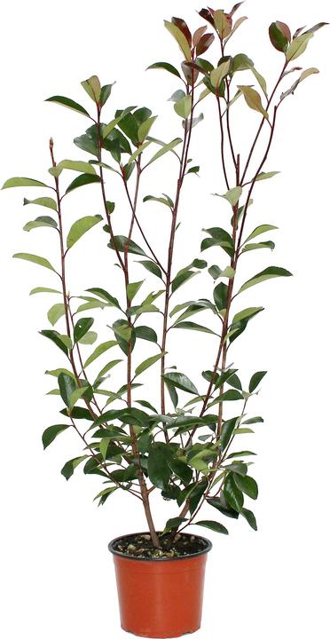 Image du produit Zulauf Photinia (60 cm)