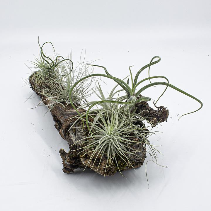 Produktbild Kakteen Gautschi Tillandsien-Rebholz mittel (25 cm)