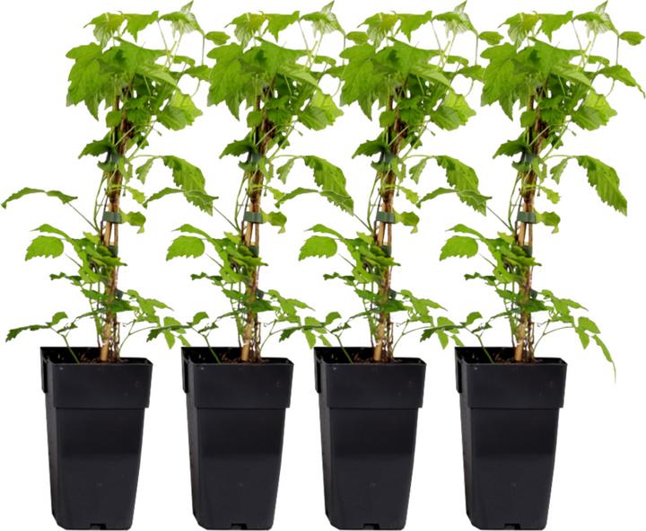 Produktbild Plant in a Box Rubus idaeus Malling Promise - 2er Set Himbeerpflanze (50 cm)