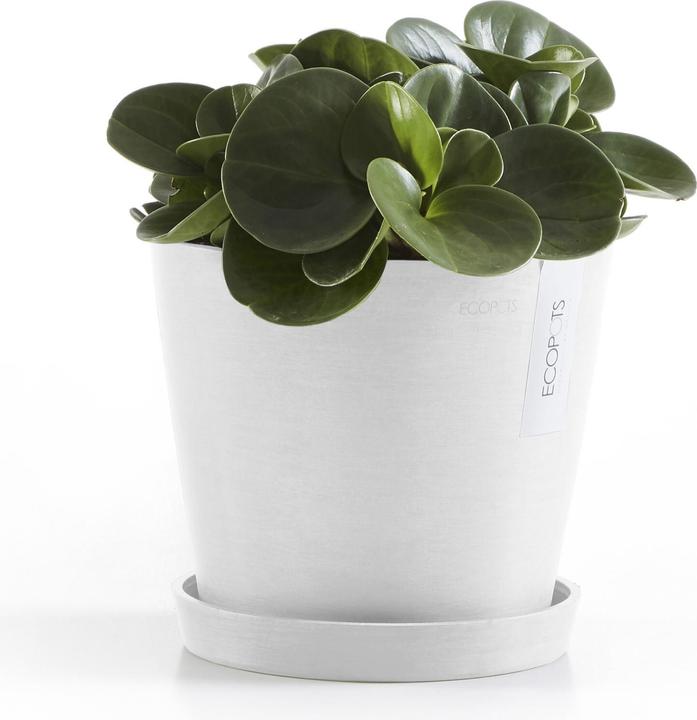 Image du produit Ecopots Soucoupe ronde
