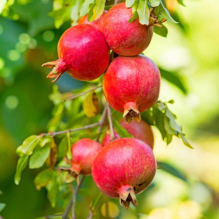 Produktbild Plant in a Box Punica Granatum - 3er Set Granatapfelbaum (25 cm)