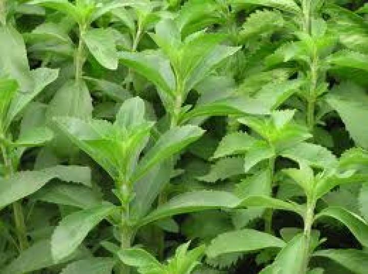 Actual product image Tropica KR Stevia Sweet Herb (Seedlings)