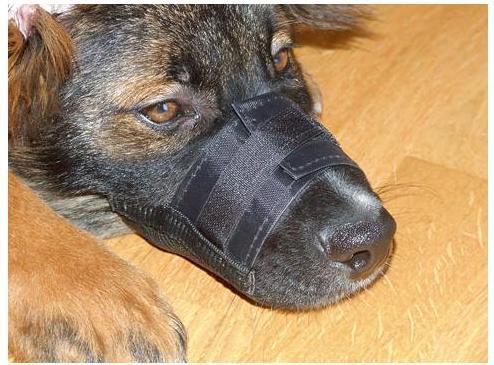 Produktbild Kerbl Maulkorb (XL, Hund, Hundesport)