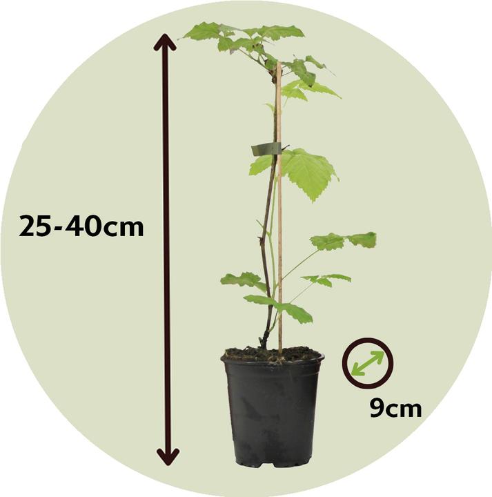 Produktbild Plant in a Box Rubus ideaus 'Autumn Bliss' - 3er Set Himbeerpflanzen (25 cm)