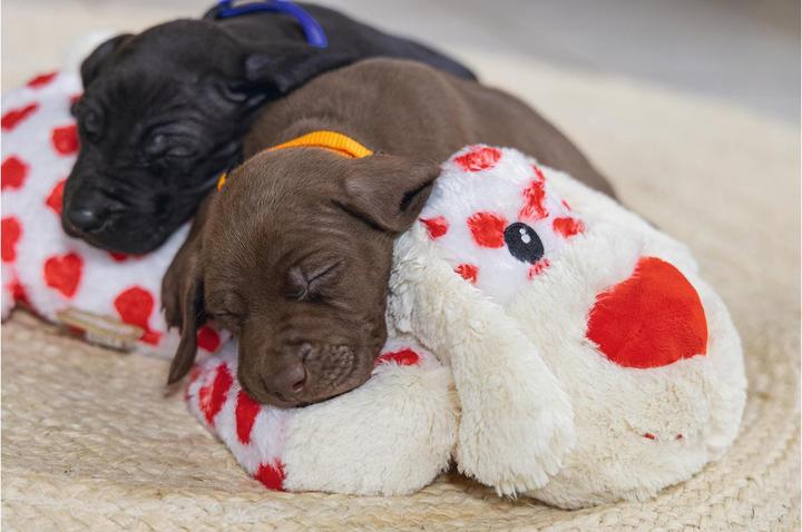 Image du produit Beeztees Jouet en peluche Suki (Jouet en peluche chien)