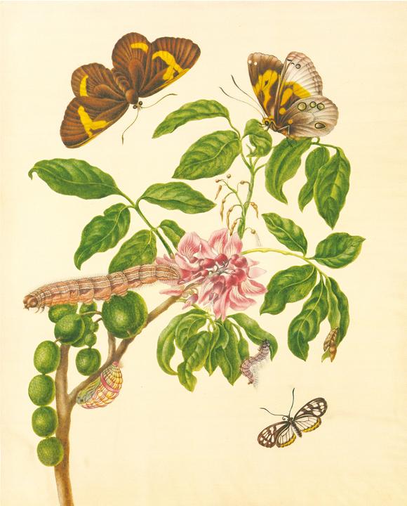 Produktbild Maria Sibylla Merian - St. Petersburger Aquarelle (Jubilumsausgabe) (Deutsch, Merian, MariaSibylla, 2025)