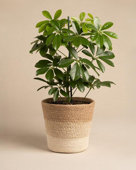 Produktbild feey Pflanzenkorb aus Jute (17 cm)