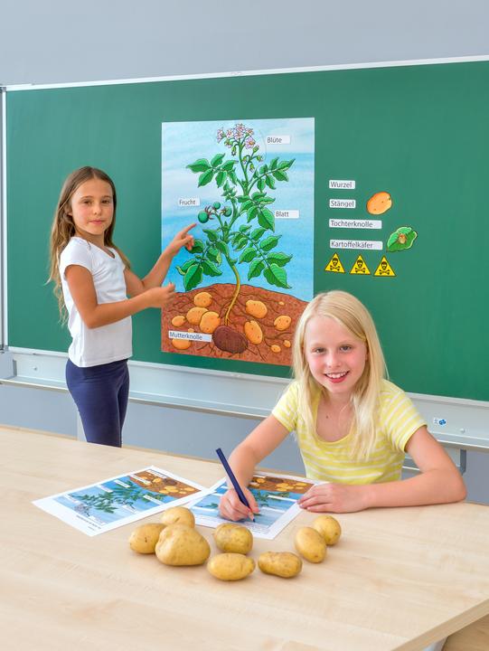 Actual product image Betzold The potato plant