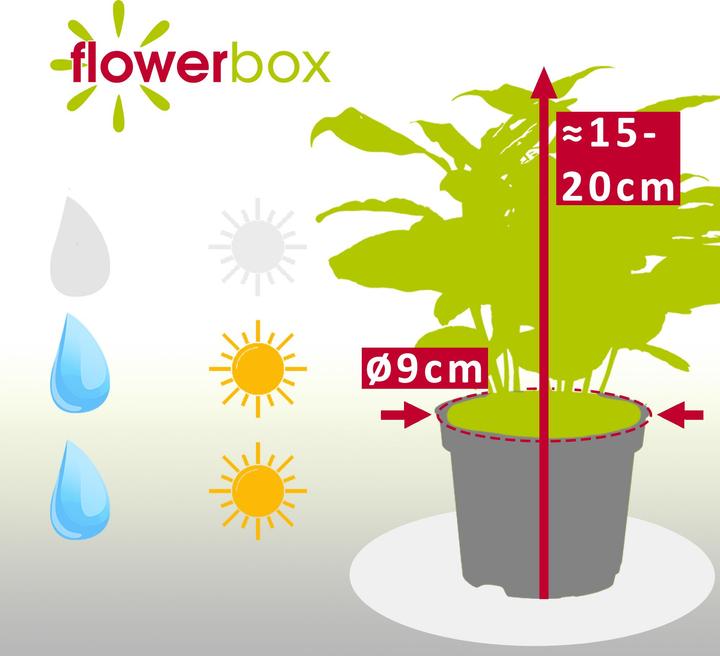 Image du produit Flowerbox Coffea Arabica (20 cm)