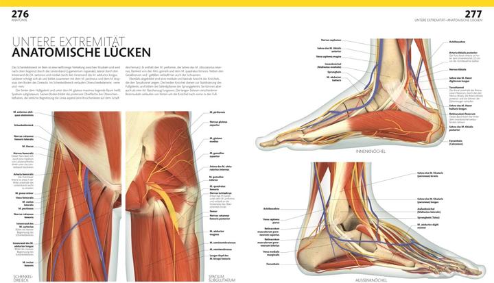 Produktbild Anatomie und Physiologie (Deutsch, Andreas Held, DK Verlag, Simone Blass, Nikola Schmidt, Alice Roberts, 2023)
