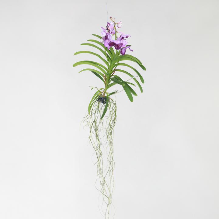 Actual product image Plant in a Box Vanda 'Lila' - Orchid (60 cm)