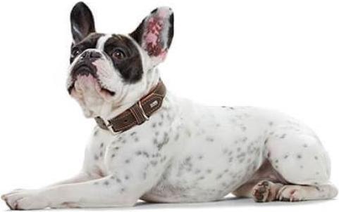 Actual product image Hunter Porto collar, dark brown/cognac (Dog)