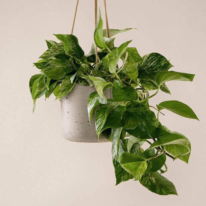 Produktbild Mary and Plants Efeutute Marble Queen (40 cm)