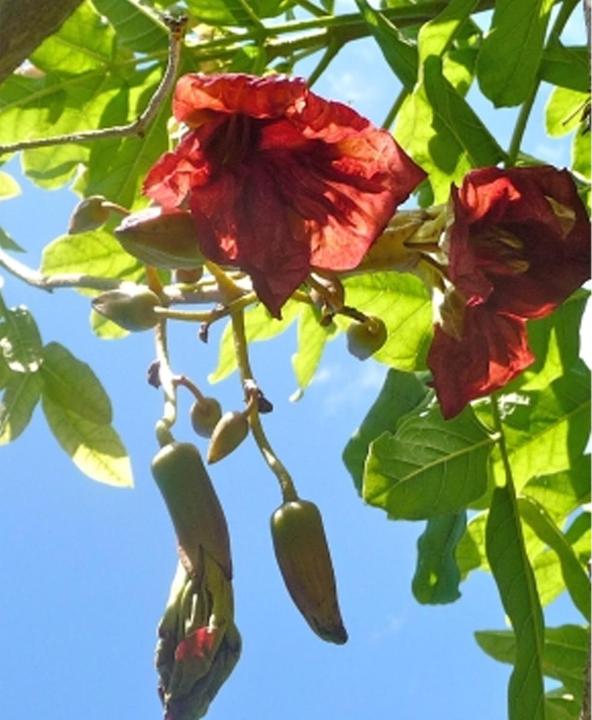 Actual product image Tropica Liver sausage tree Kigelia Africana syn.K. Pinnata (Plant seeds)