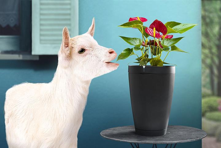 Image du produit Parrot Flower Power Pot – capteur pour plante