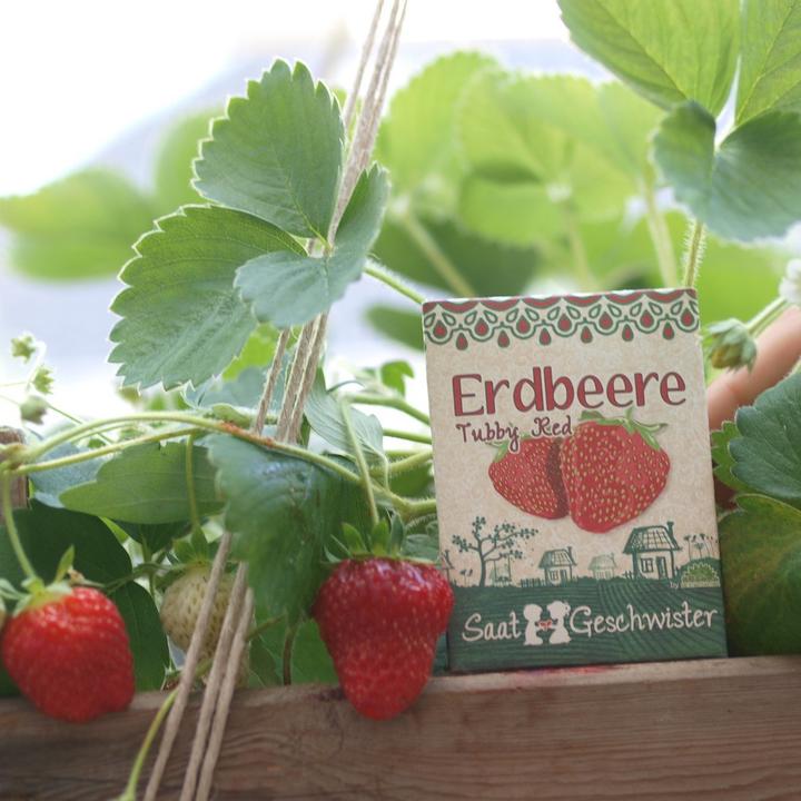 Actual product image Saatgeschwister Mini garden strawberry (red) (Fruit seed)
