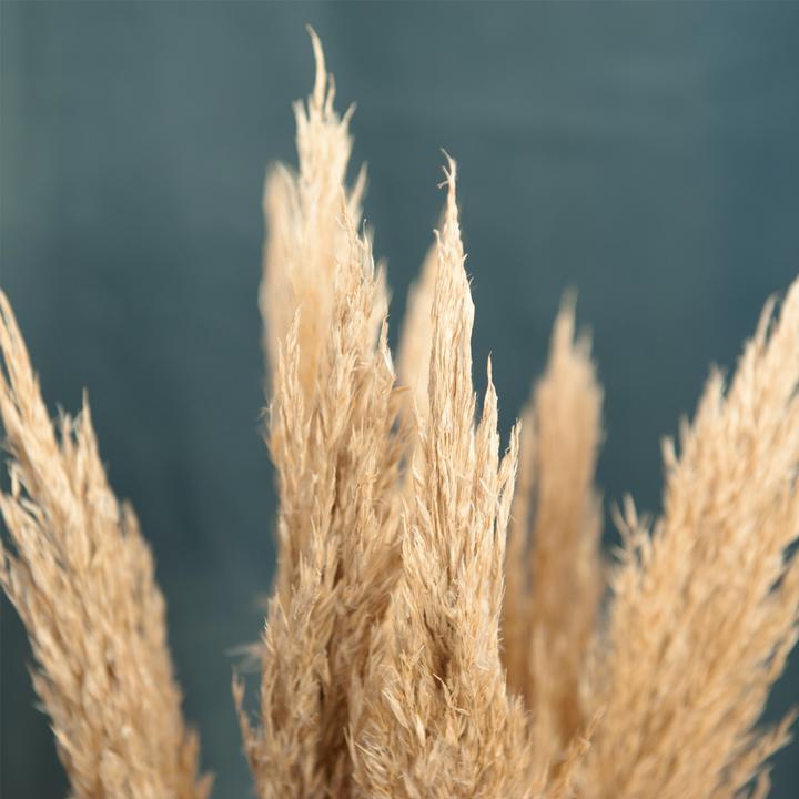 Produktbild Natura Punto Pfahlrohr - Arundo donax (Trockenblumen)