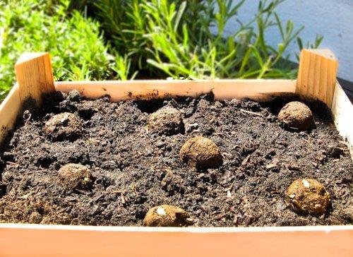 Image du produit Die Stadtgärtner Bombes de graines de tournesol (Germe de bombe)