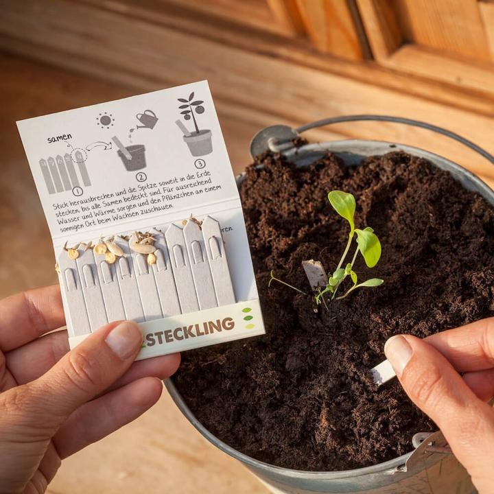 Produktbild Steckling Kräuter (Kräutersamen)