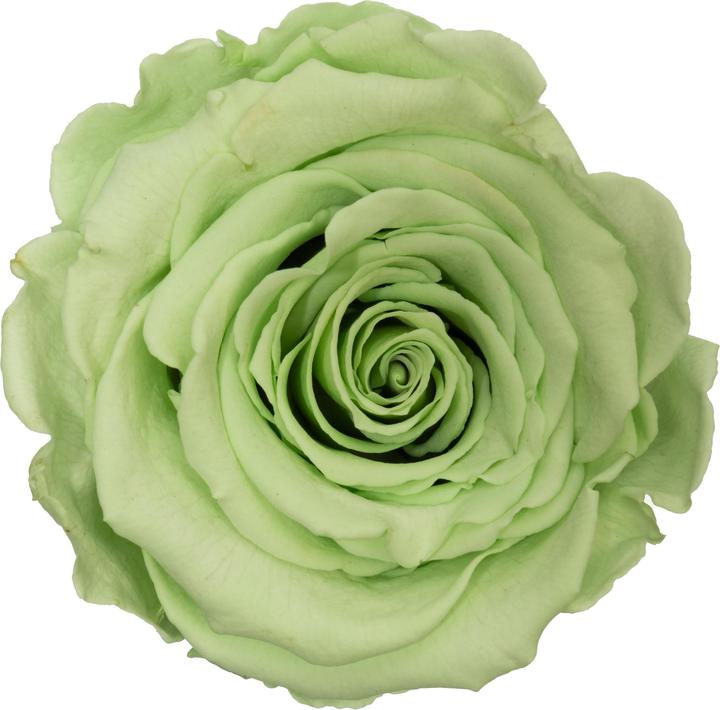 Actual product image Migros Ostschweiz Premium roses (stabilised roses) in a cylinder (Infinity Flowers)