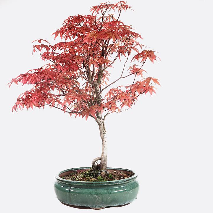 Immagine prodotto Bonsai.ch Acer atropurpureum