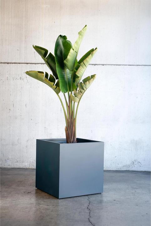 Image du produit Herstera Cube (60 cm)
