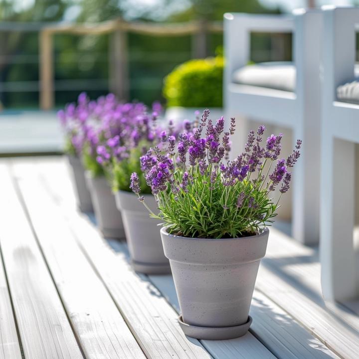 Immagine prodotto Plant in a Box Lavandula stoechas 'Anouk' - Lavendelbaum (25 cm)
